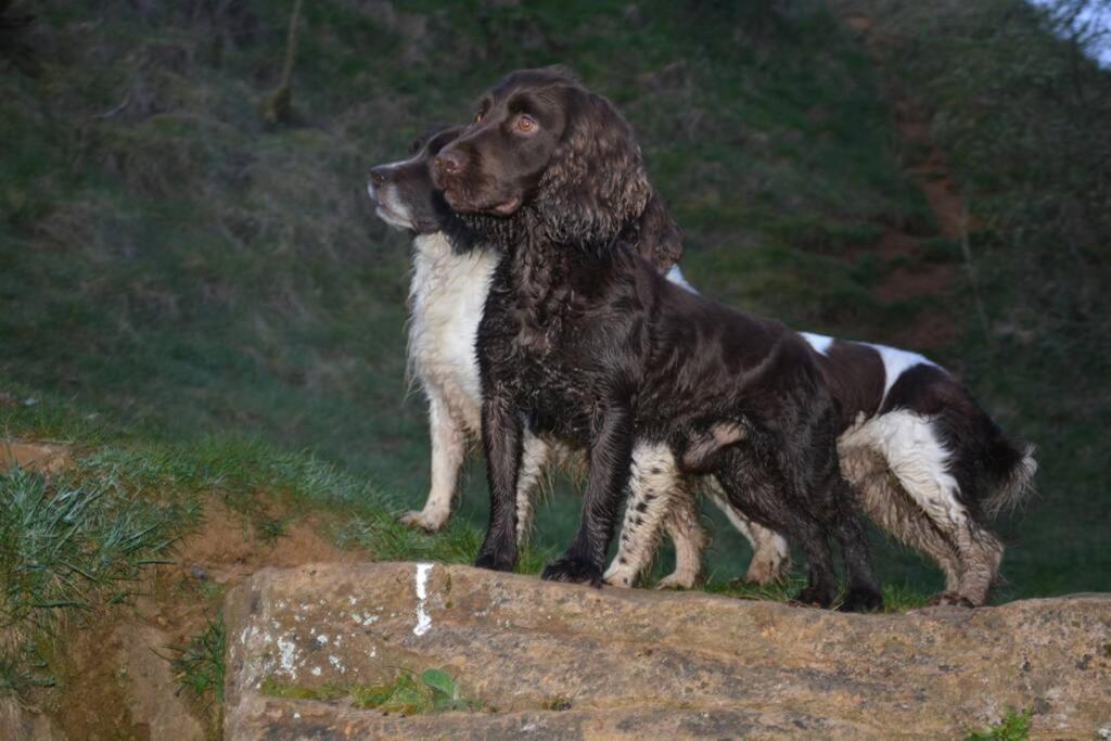 Spaniel Cottage With Views Of Ham Hill, Stoke Sub Hamdon マートック エクステリア 写真