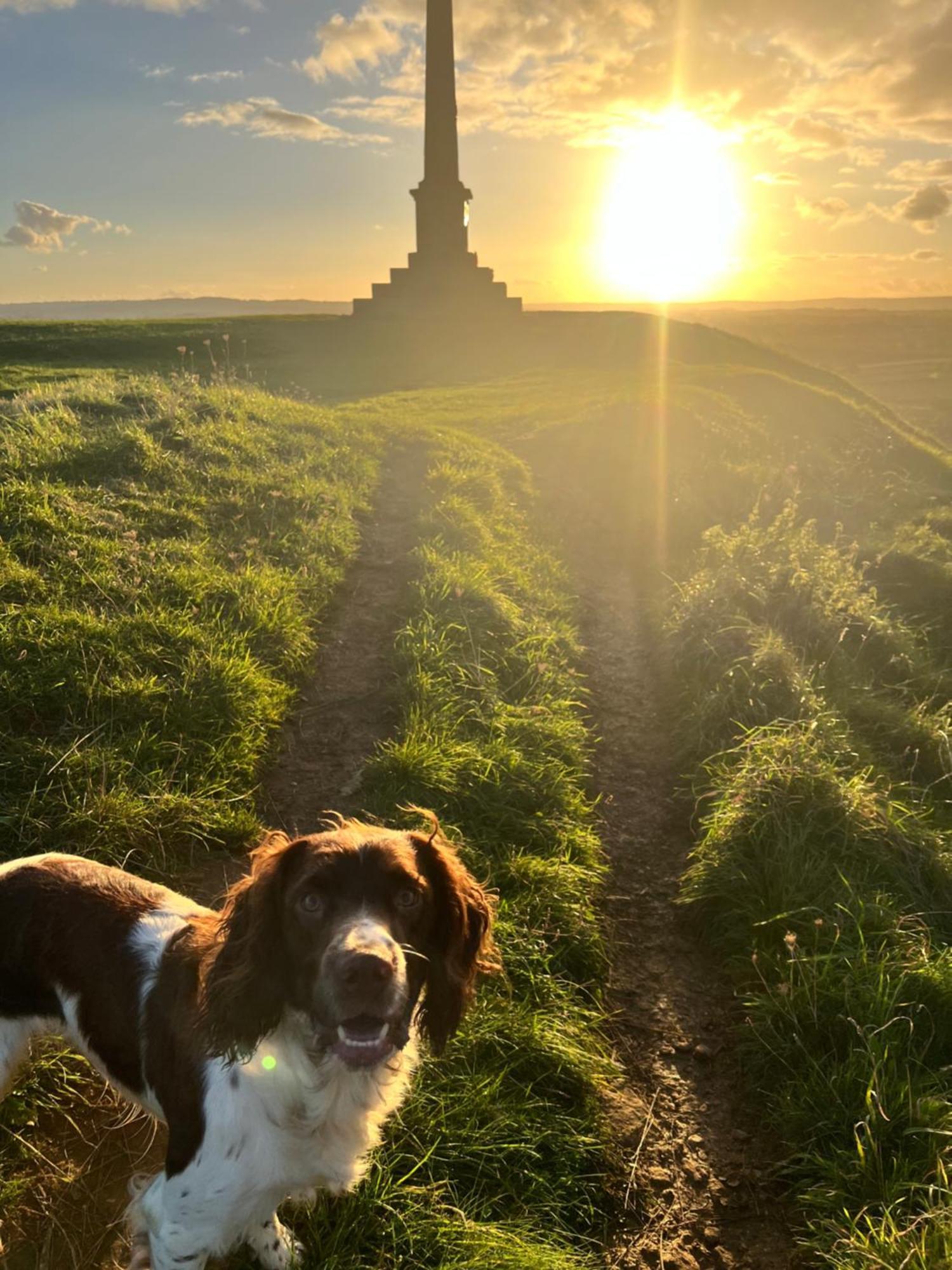 Spaniel Cottage With Views Of Ham Hill, Stoke Sub Hamdon マートック エクステリア 写真